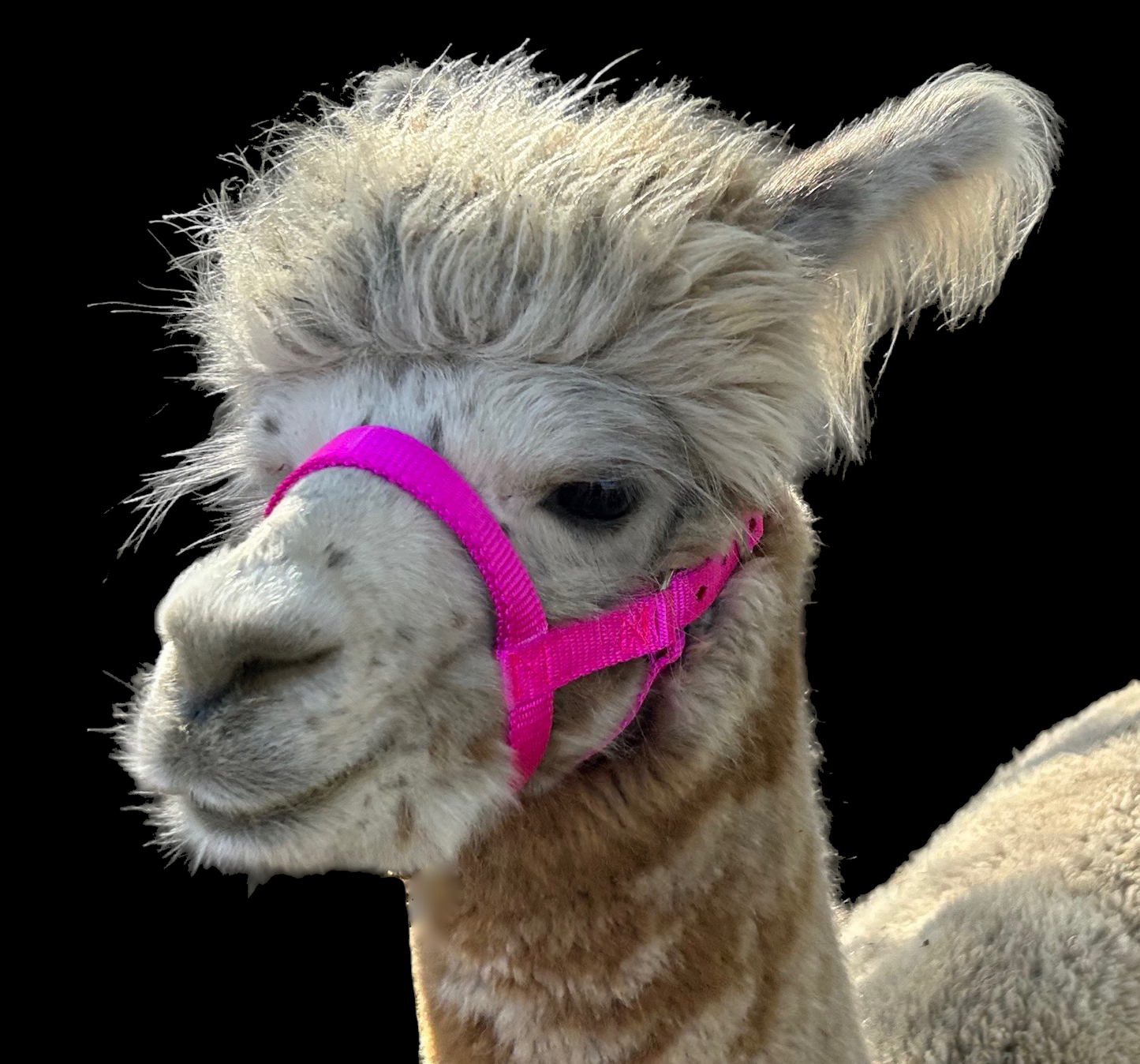 Alpaca Halter Figure 8, Sizes S, M, L, Patterns - Halter All