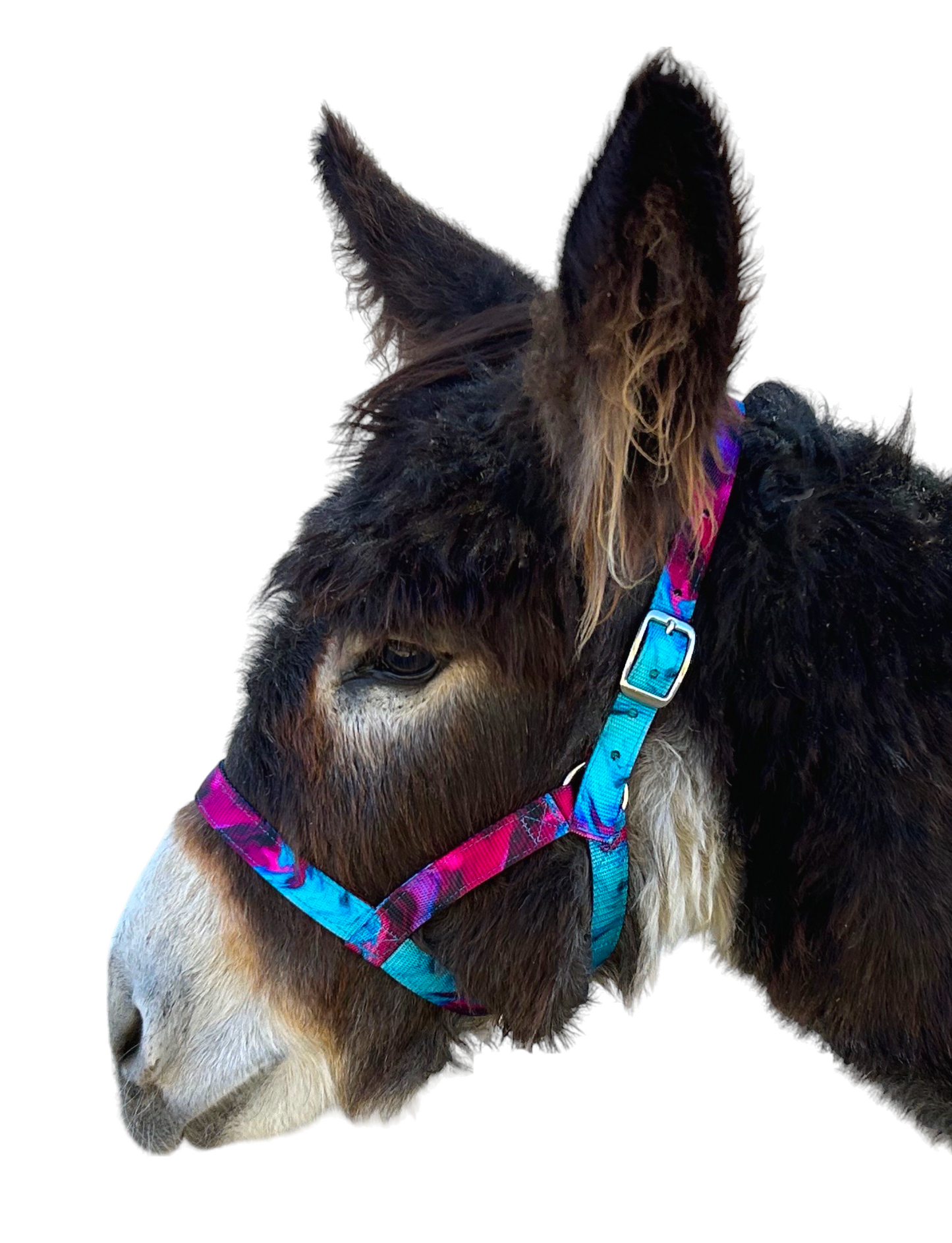 Donkey Figure 8 Halter, Sizes XXS, XS, S, Solid Colors - Halter All