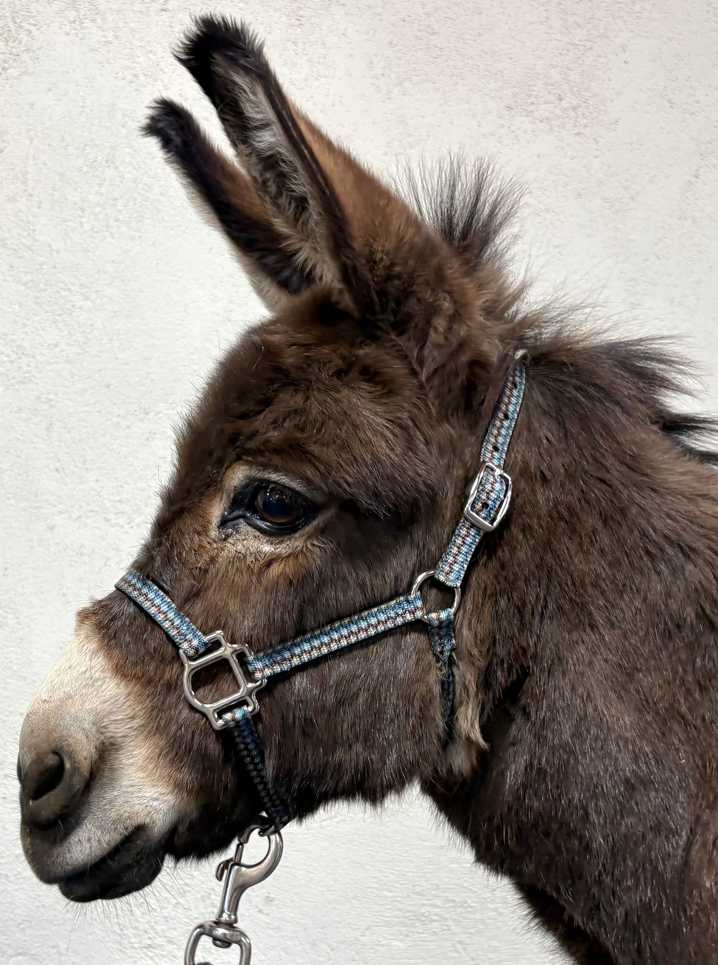 Donkey Halter - Custom Patterns & Sizes – Halter All