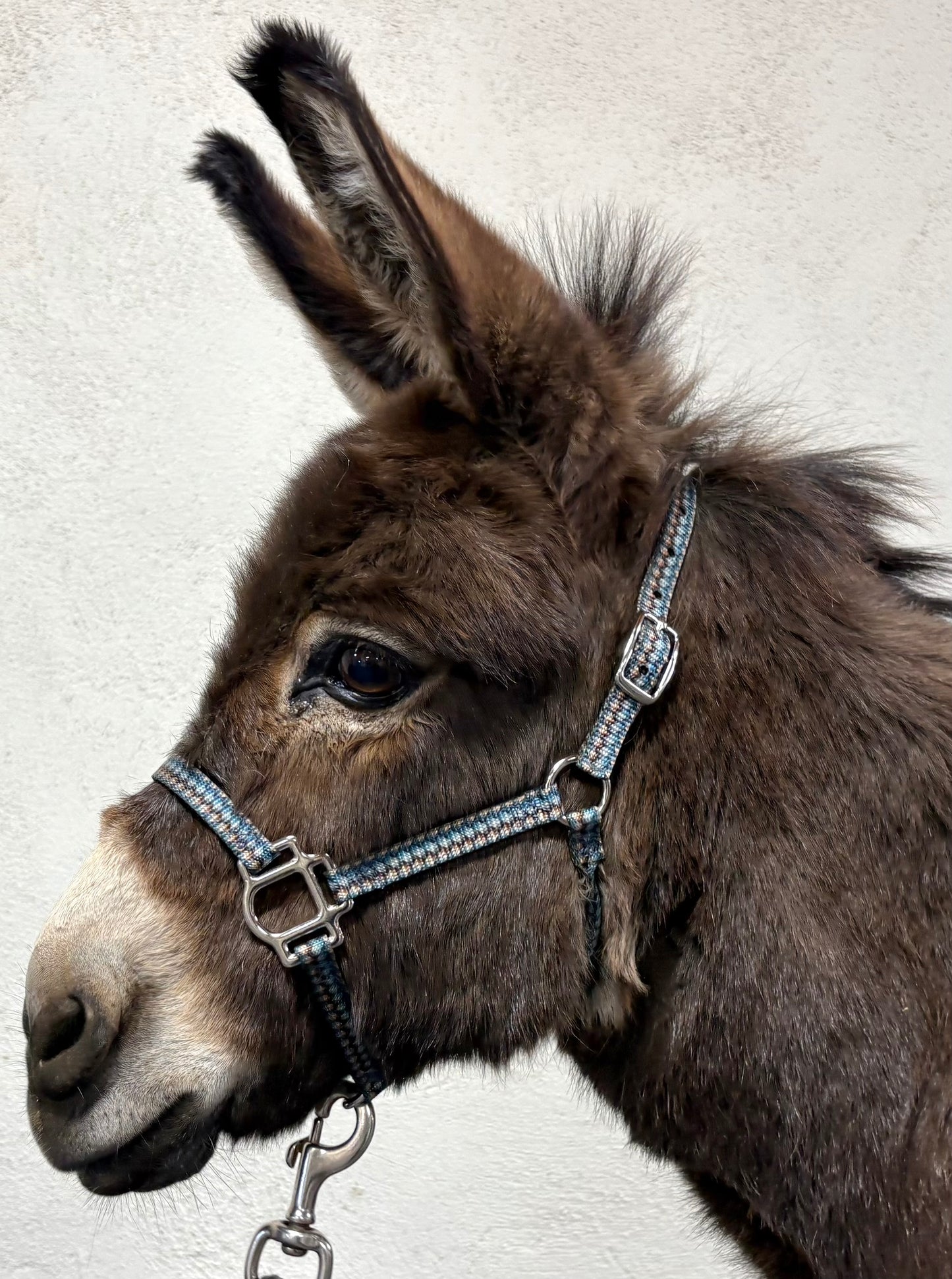 Donkey Halter Traditional XS-S, Patterns - Halter All 