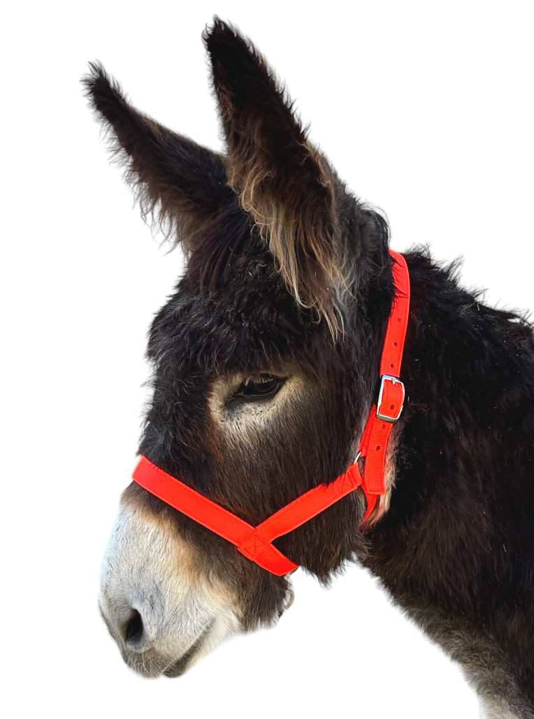 Donkey Figure 8 Halter, Sizes XS, S, Solid Colors