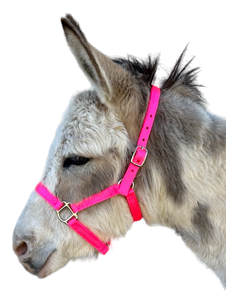 Donkey Halter Traditional, XS, S, Solid Colors