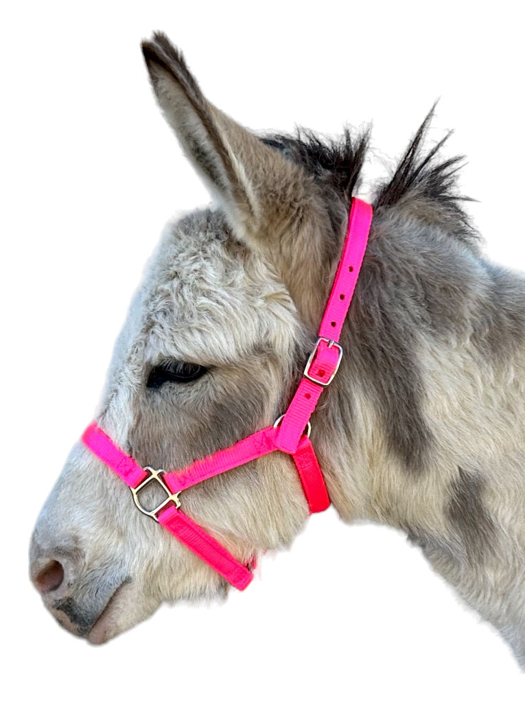 Donkey Halter Traditional, XS, S, Patterns - Halter All 