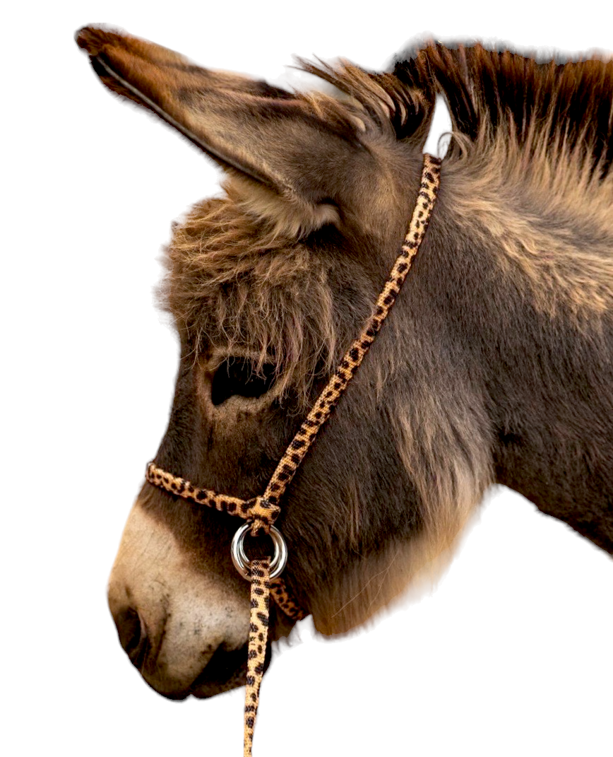Photo Halter Donkey Halters – Halter All